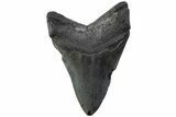 Fossil Megalodon Tooth - South Carolina #374099-1